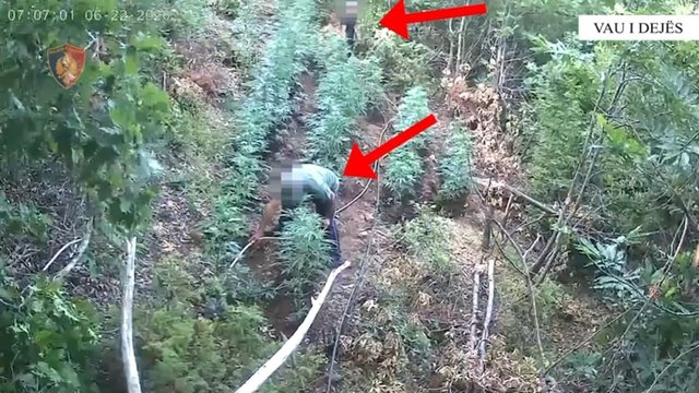 Zbulohet parcela me kanabis në Vaun e Dejës, arrestohen motër e vëlla!