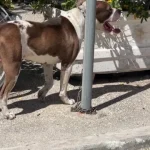 Dyshohet se qeni që kafshoi 4-vjeçaren është vrarë përmes eutanazisë, paditet bashkia e Vlorës