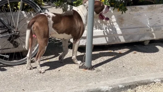 Dyshohet se qeni që kafshoi 4-vjeçaren është vrarë përmes eutanazisë, paditet bashkia e Vlorës