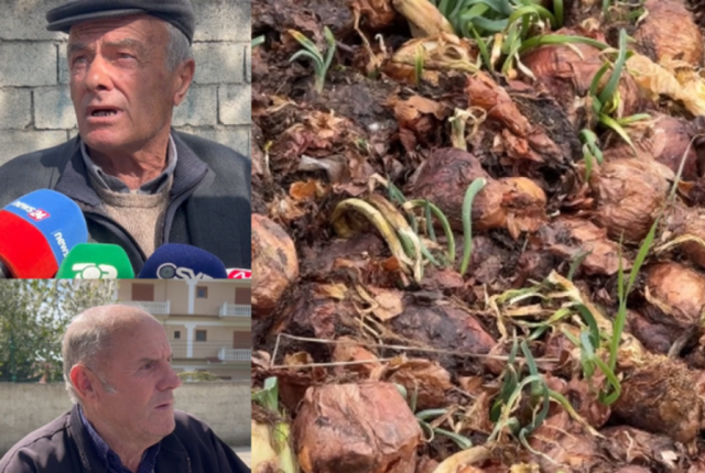 “Nuk kemi ku i shesim”, fermerët e Maliqit hedhin qepët në kanal!