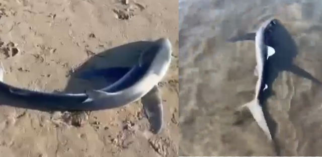 Një peshkaqen i vogël del në breg në Lungomare të Vlorës