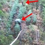 Zbulohet parcela me kanabis në Vaun e Dejës, arrestohen motër e vëlla!