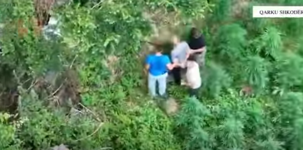 Asgjësohen mbi 2 mijë bimë kanabisi në Shkodër, arrestohen dy persona dhe procedohet kryeplaku