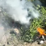 Kishin kultivuar lëndë narkotike, arrestohet 31-vjeçari në Krujë, në kërkim bashkëpunëtori i tij