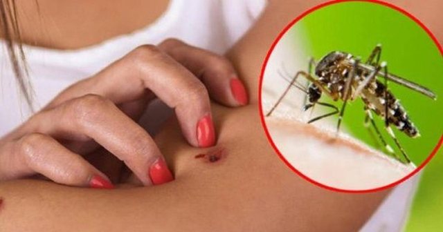 Ethet e Nilit Perëndimor/ Si transmetohet, simptomat dhe kush rrezikon më shumë