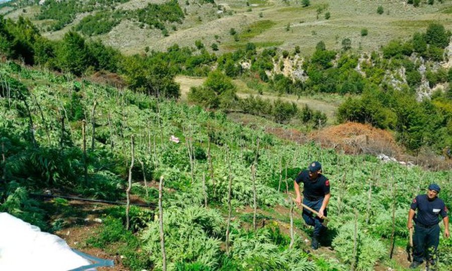 Operacioni antidrogë në malet e Krujës, Policia reagon për të shtënat me armë: Qëlluam më ajër për të trembur kafshët e egra
